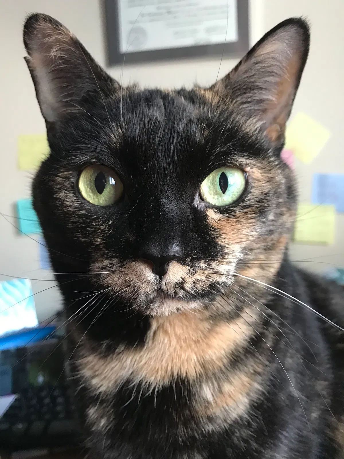 Lost cat in Columbus, OH, 43202