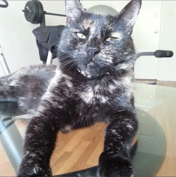 Lost cat in Glendale, CA, 91208