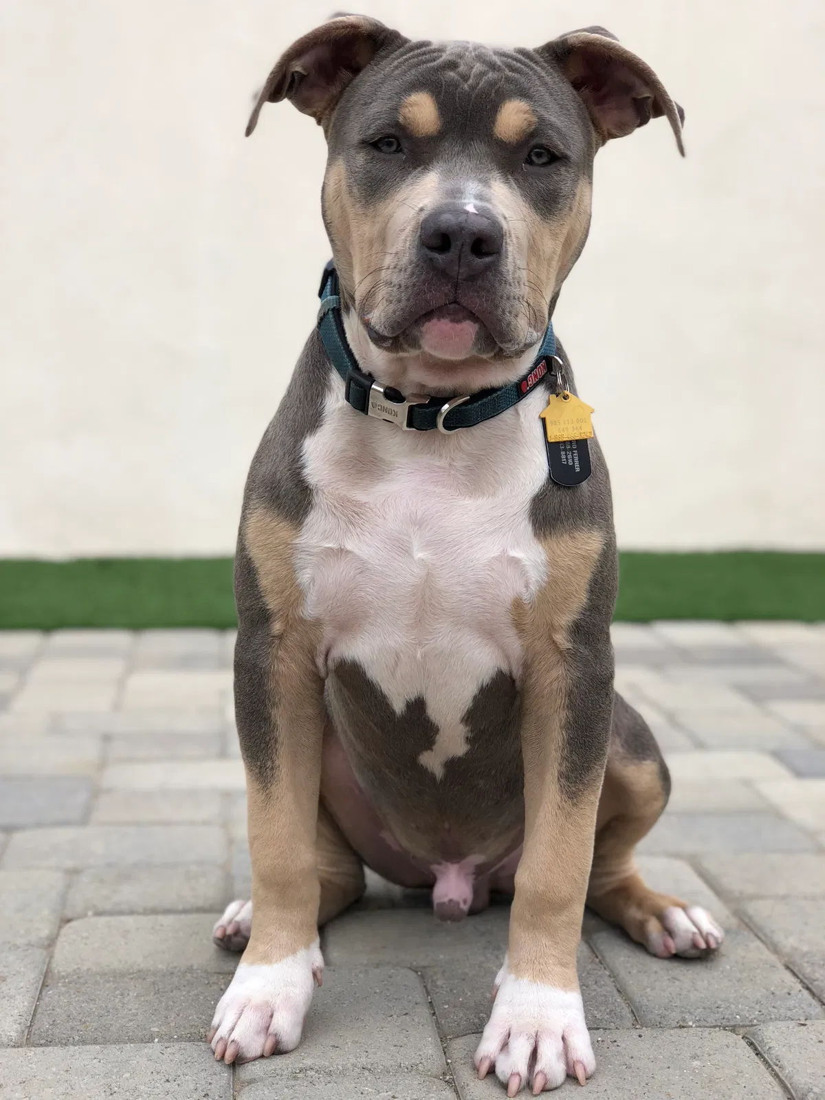 Lost dog in Fresno, CA, 93727