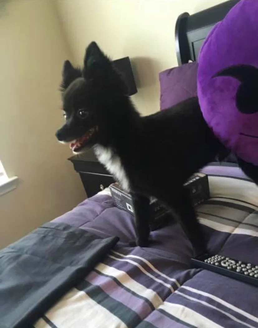 Lost dog in Waynesboro, VA, 22980