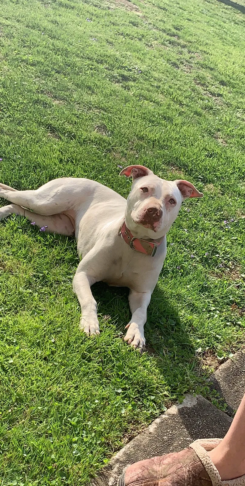 Lost dog in Point Pleasant, WV, 25550