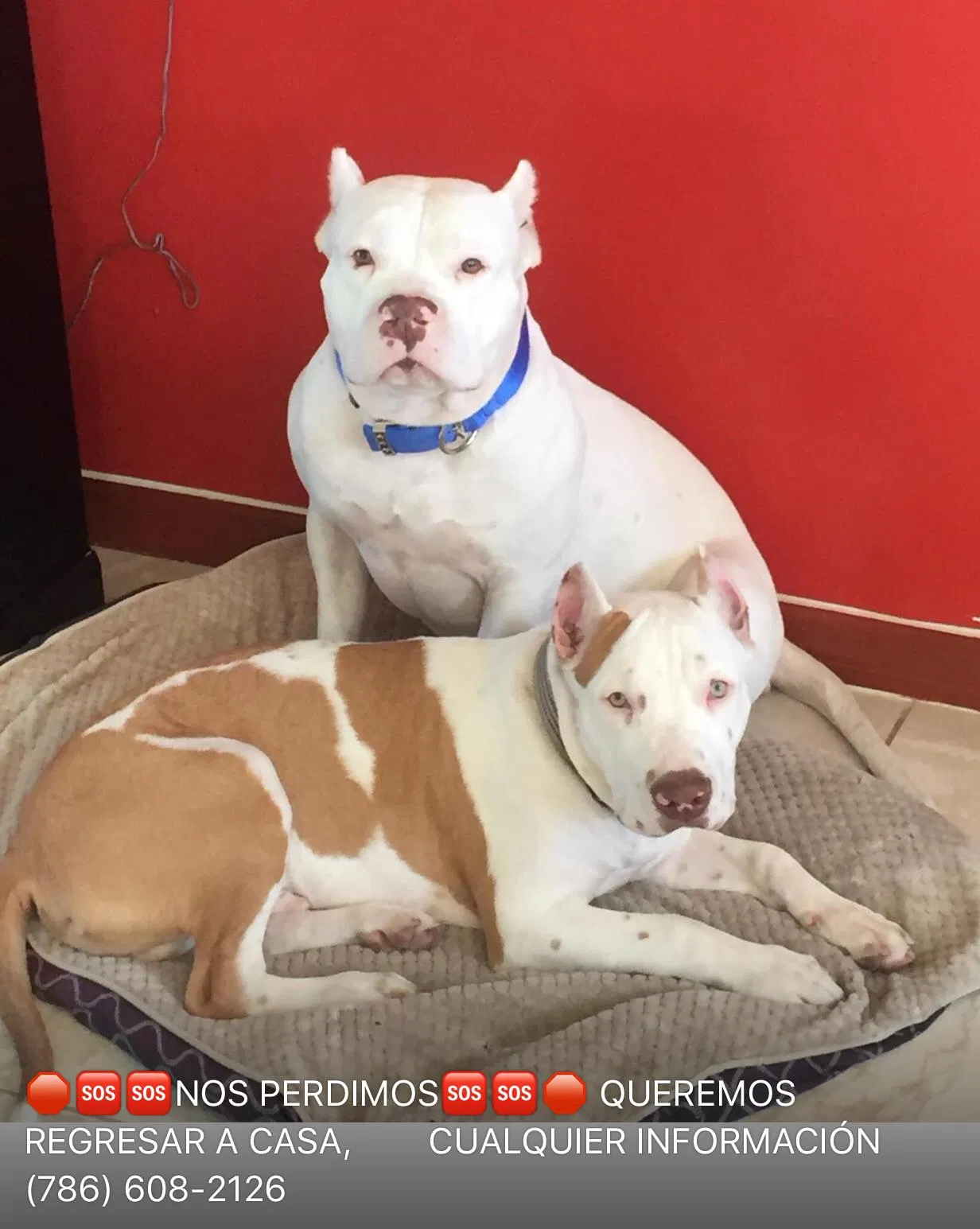 Lost dog in Hollywood, FL, 33020