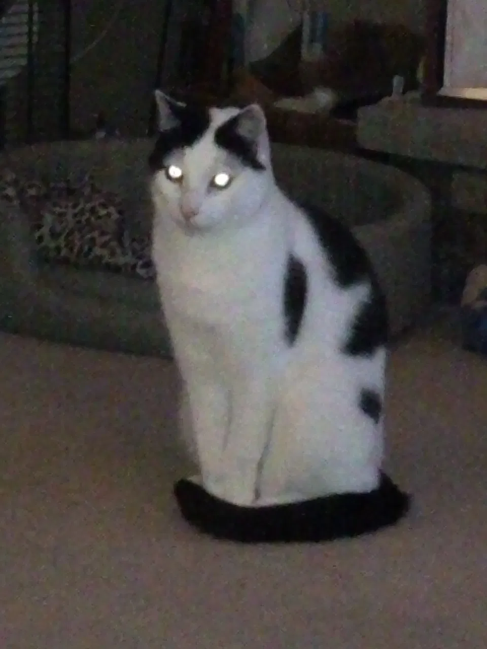Lost cat in Kenosha, WI, 53144
