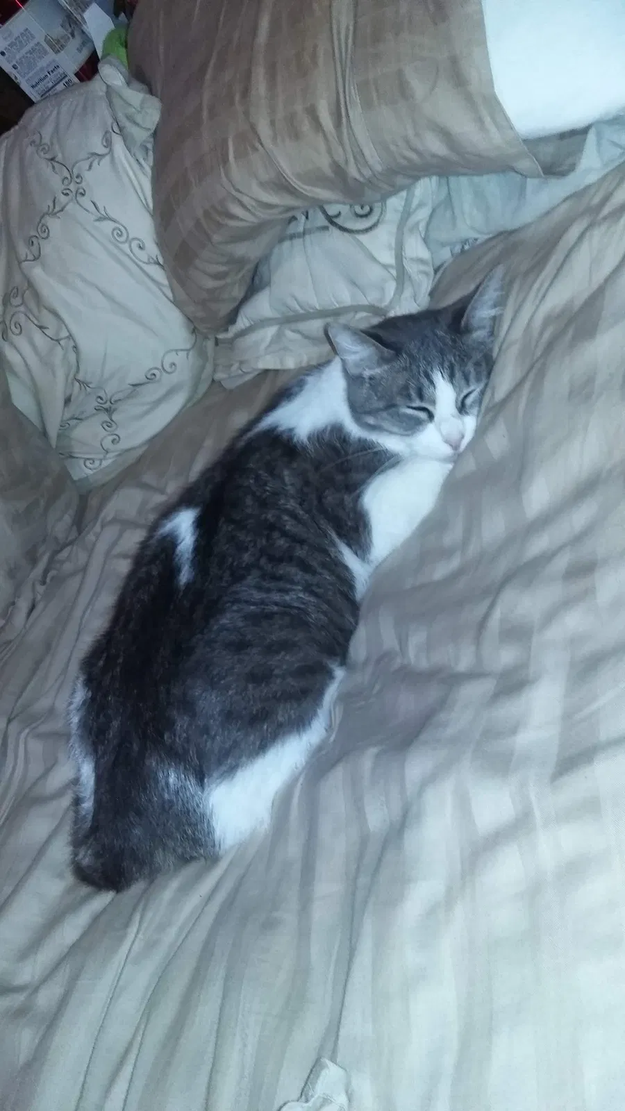 Lost cat in Mesquite, TX, 75149