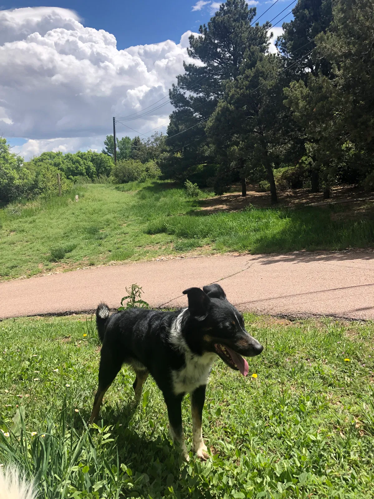 Found dog in Colorado Springs, CO, 80906
