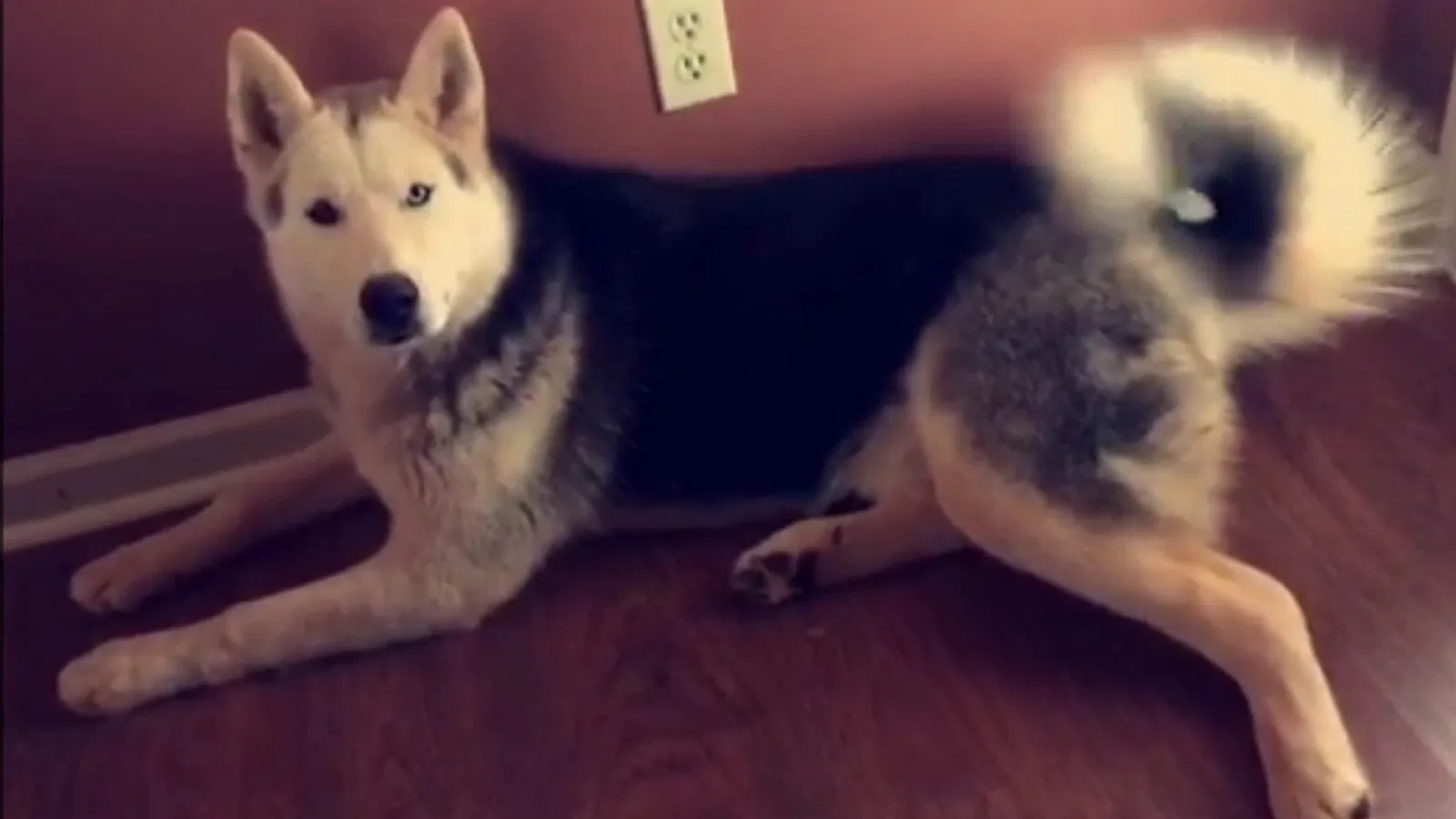 Lost dog in Winston Salem, NC, 27101