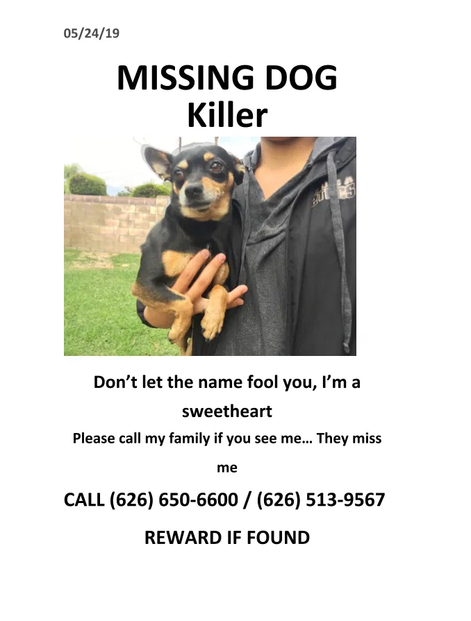 Lost dog in Azusa, CA, 91702