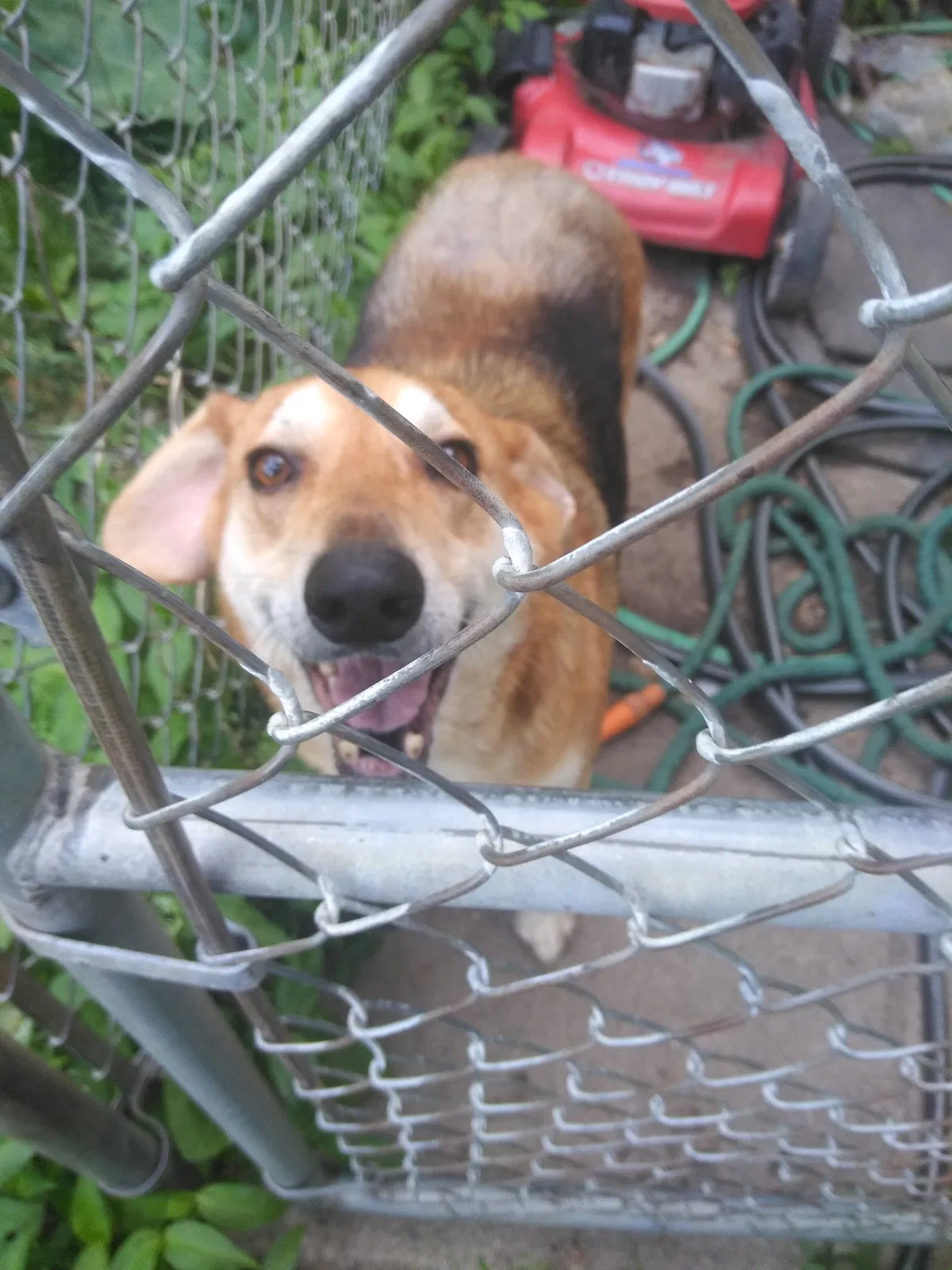 Lost dog in Columbus, OH, 43211