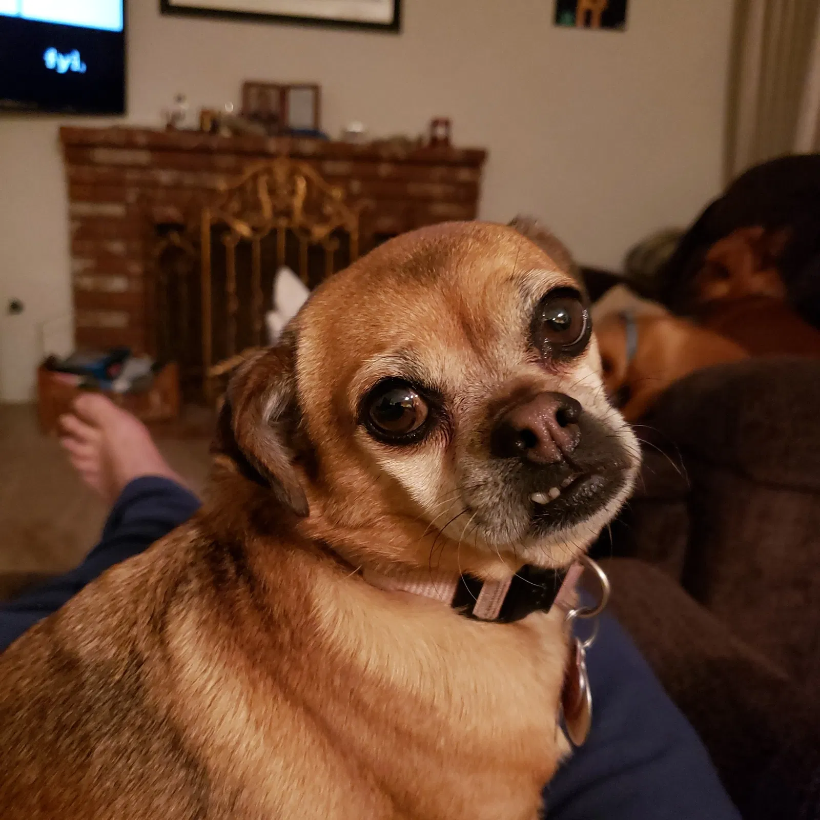 Lost dog in Victorville, CA, 92392