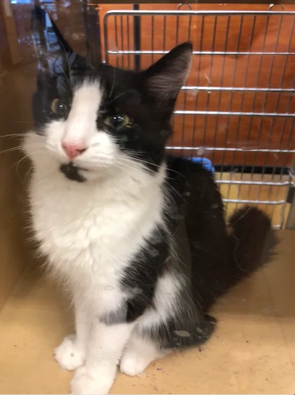 Lost cat in Roswell, GA, 30075