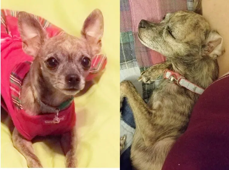Lost dog in Houston, TX, 77036