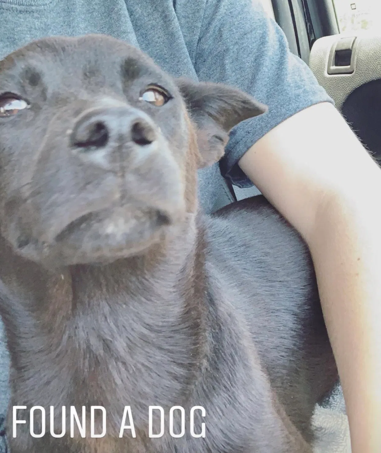 Found dog in Moreno Valley, CA, 92551