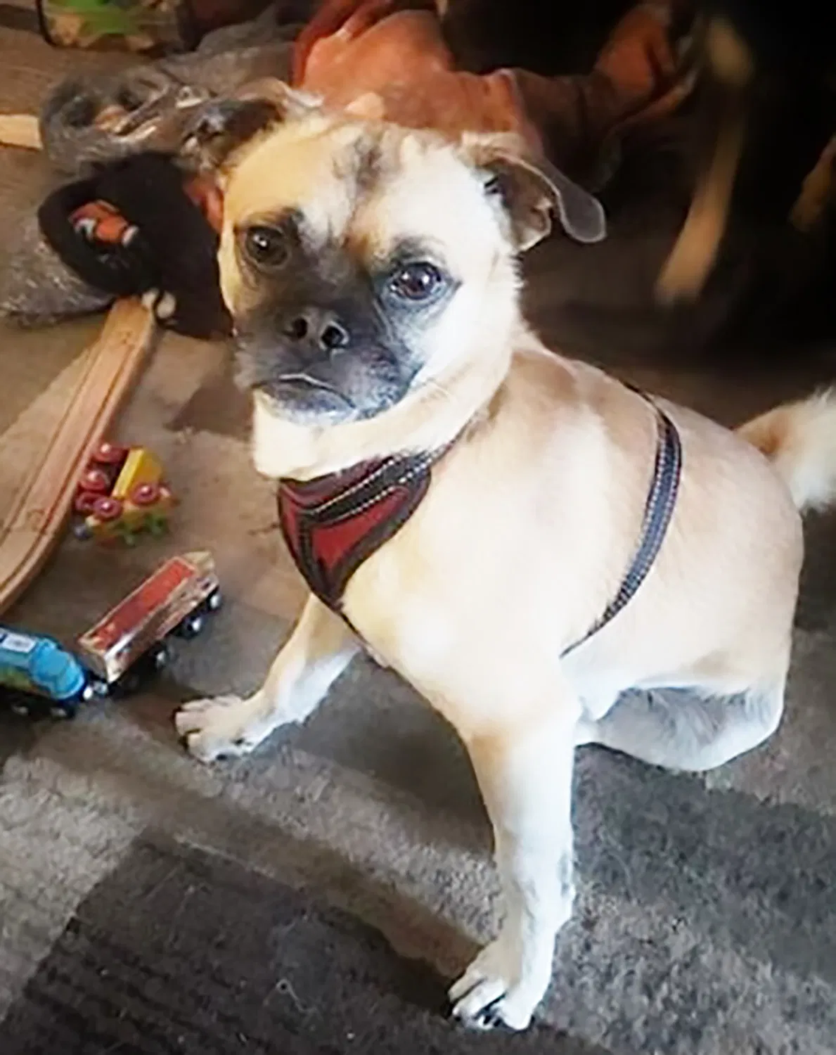Lost dog in Meridian, ID, 83642