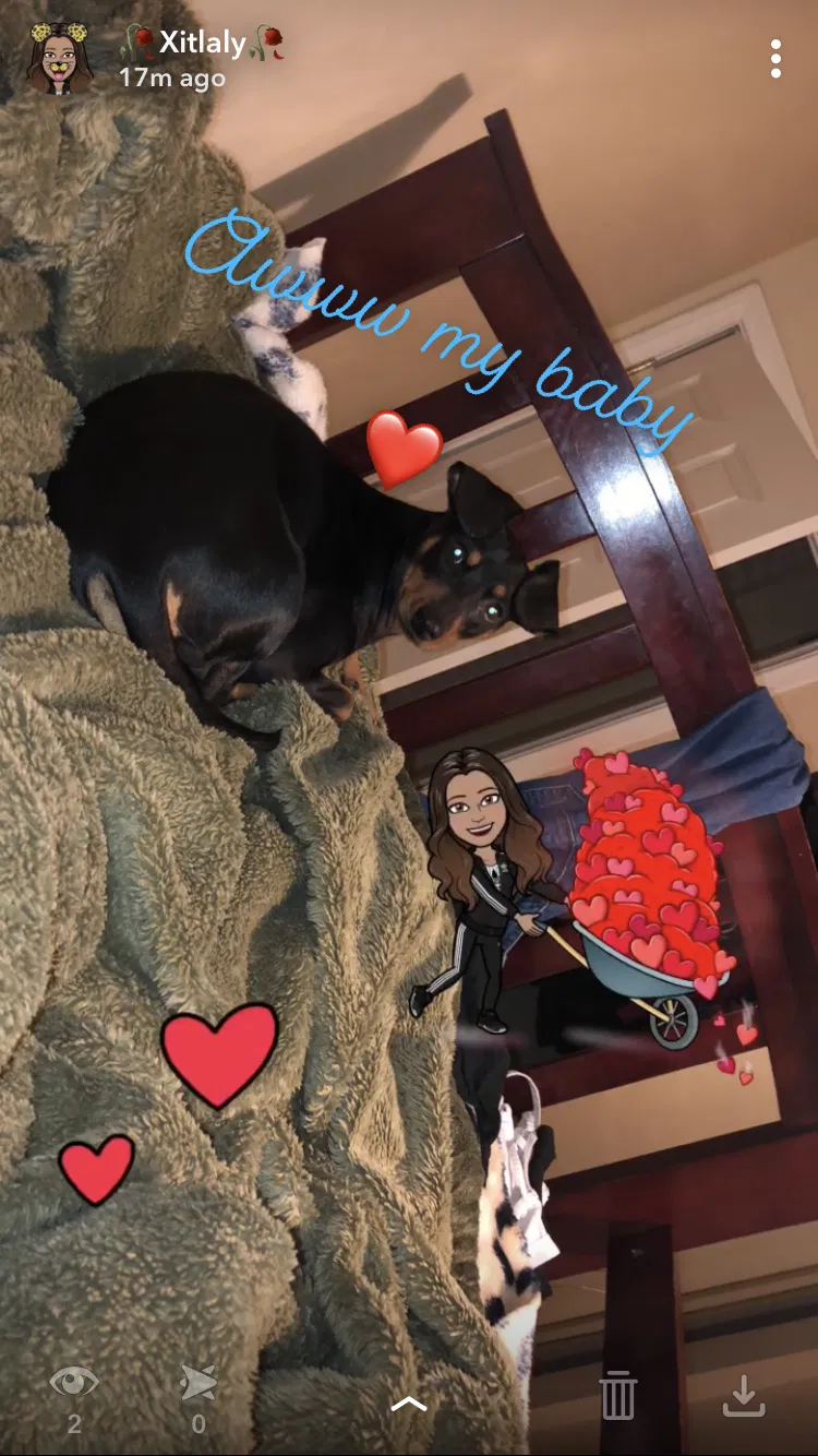 Lost dog in Placentia, CA, 92870