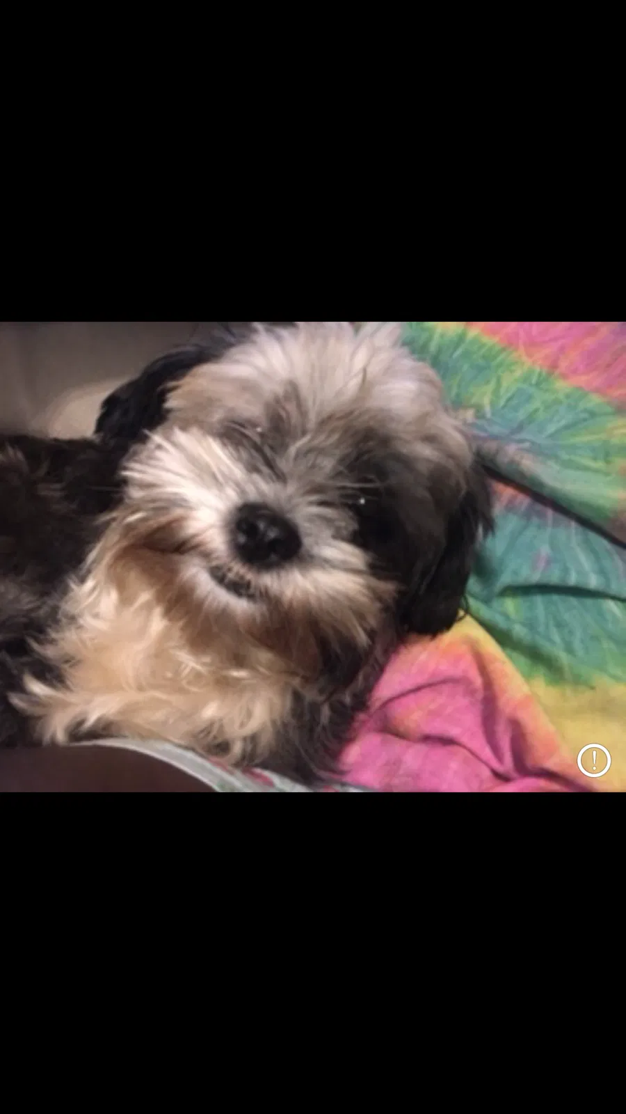 Lost dog in Greensboro, NC, 27406