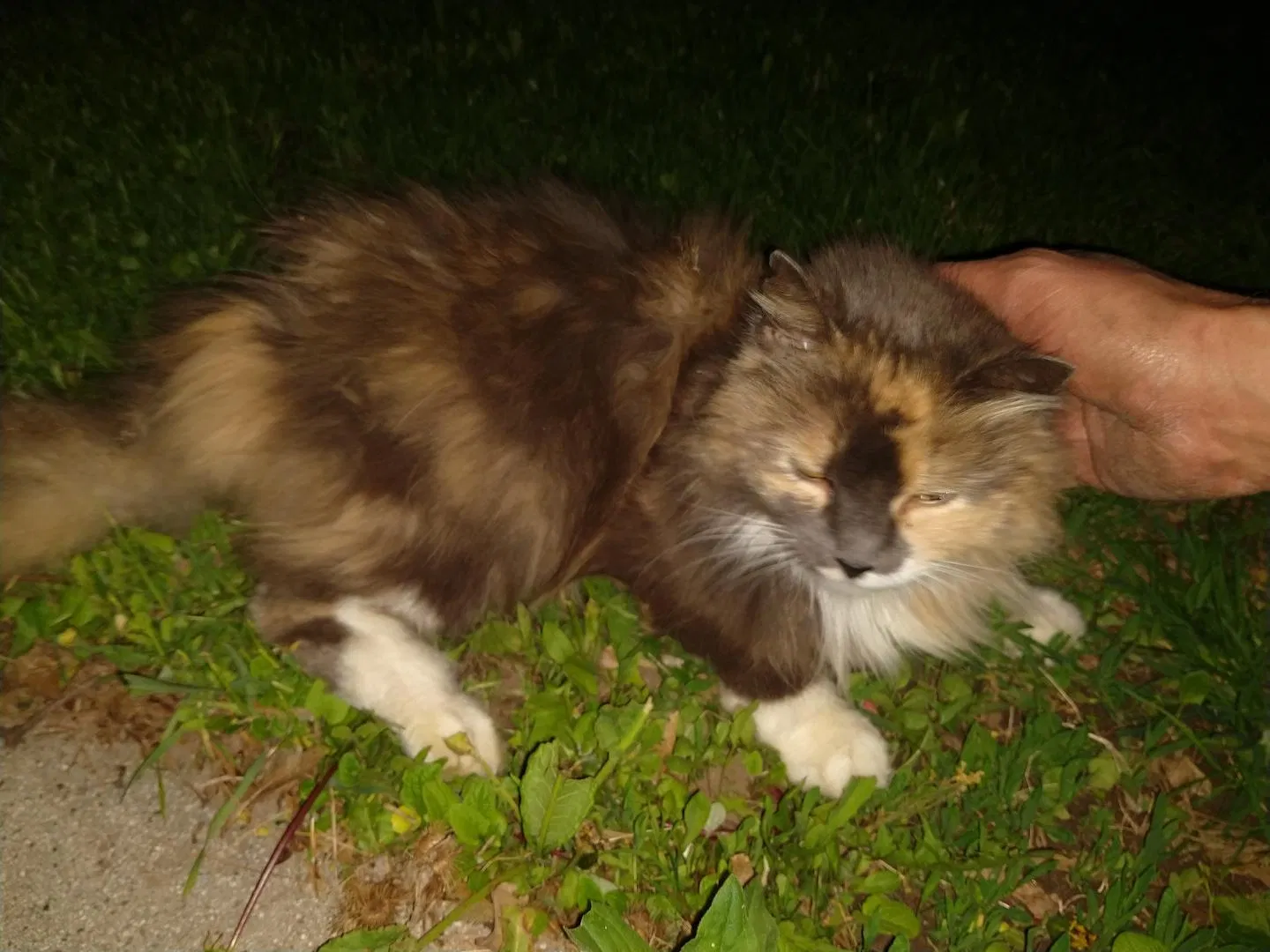 Found cat in Kiel, WI, 53042