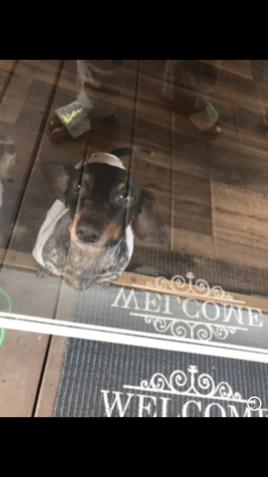 Lost dog in Greensboro, NC, 27406