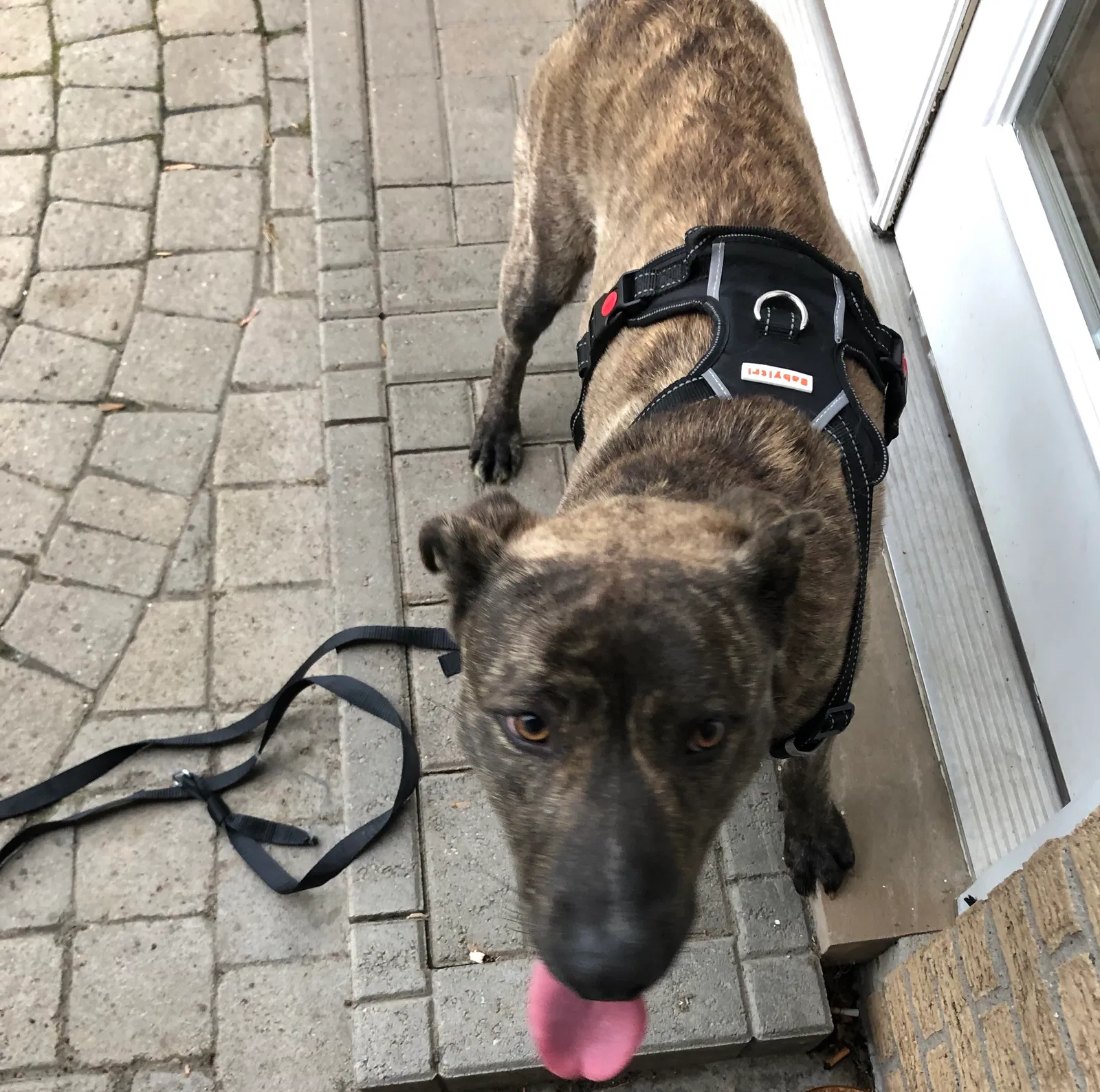 Found dog in Allen Park, MI, 48101