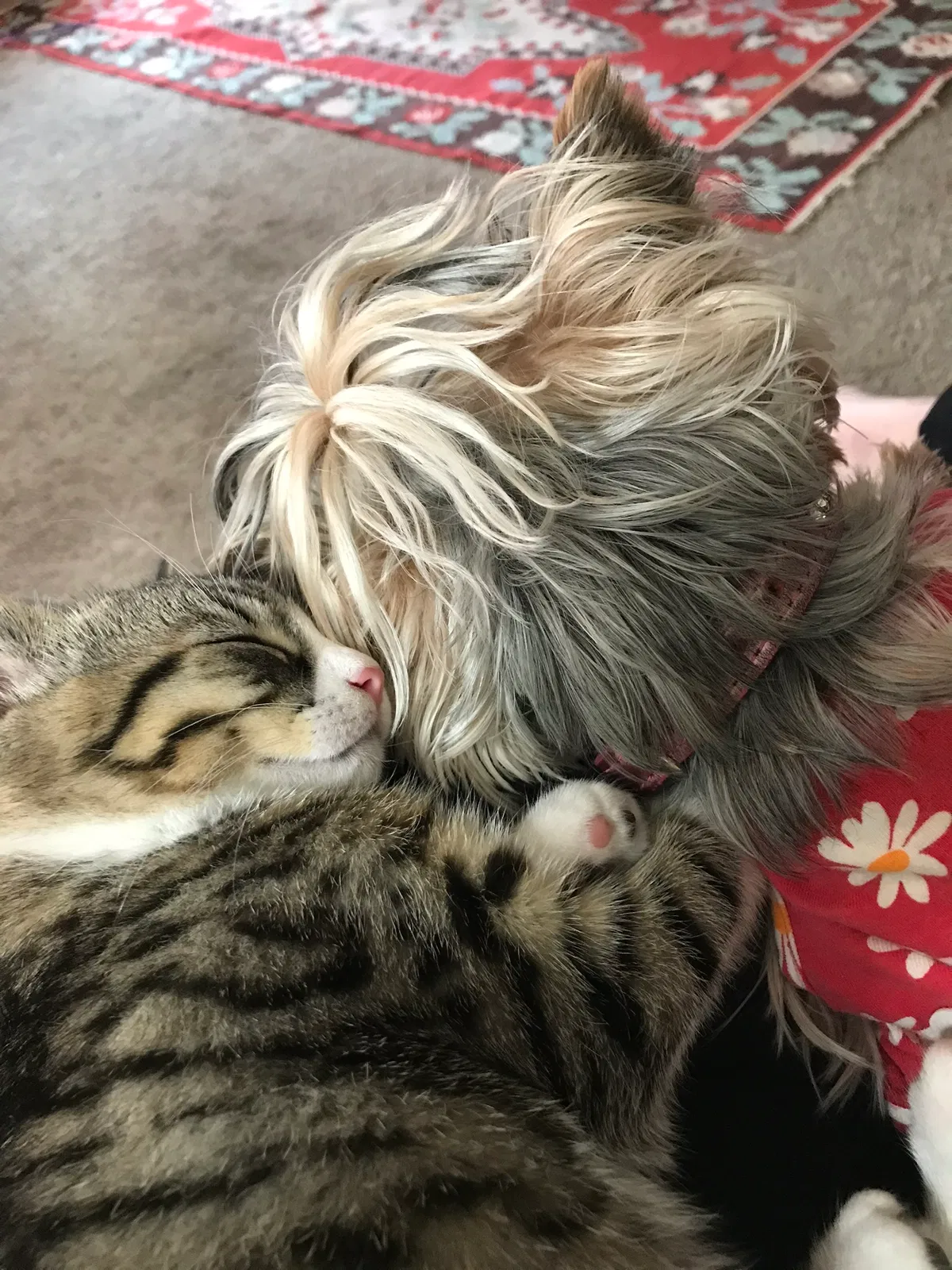 Lost cat in Lacey, WA, 98503