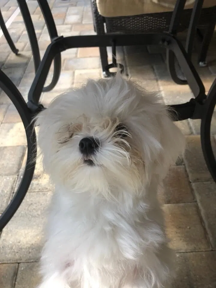 Lost dog in Valrico, FL, 33596