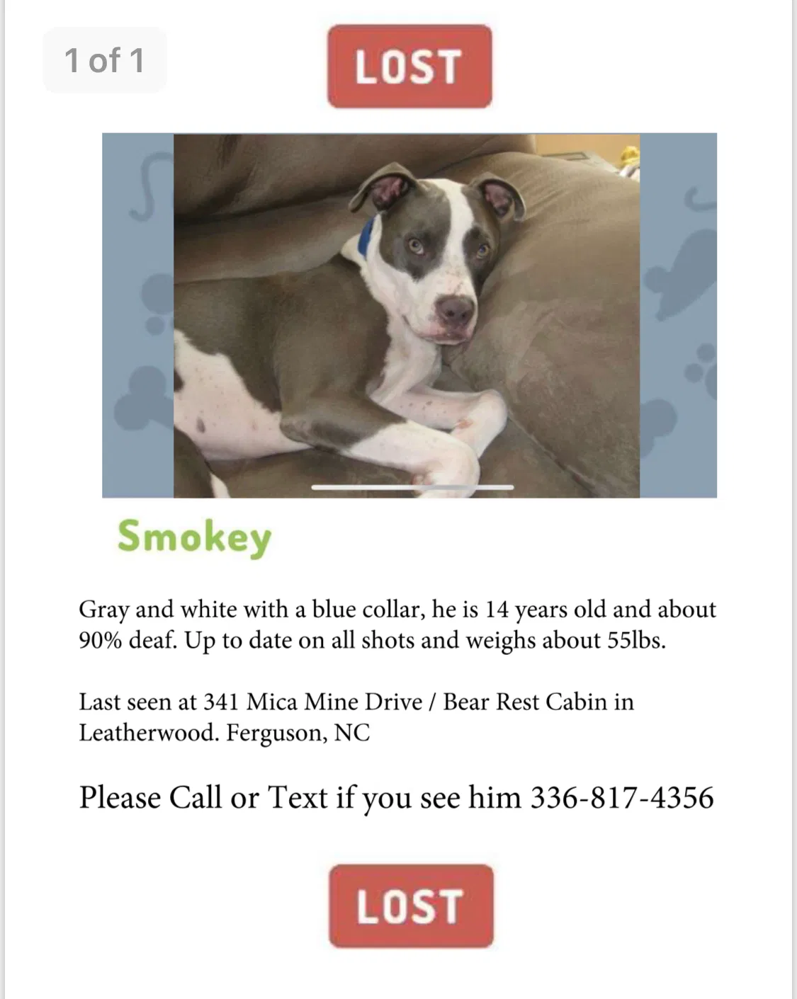 Lost dog in Ferguson, NC, 28624