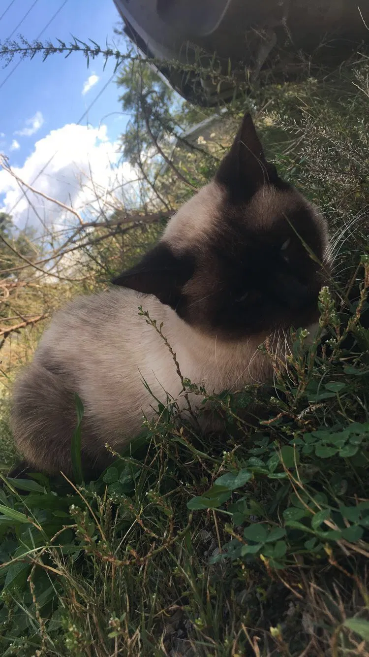 Lost cat in Freeburg, IL, 62243