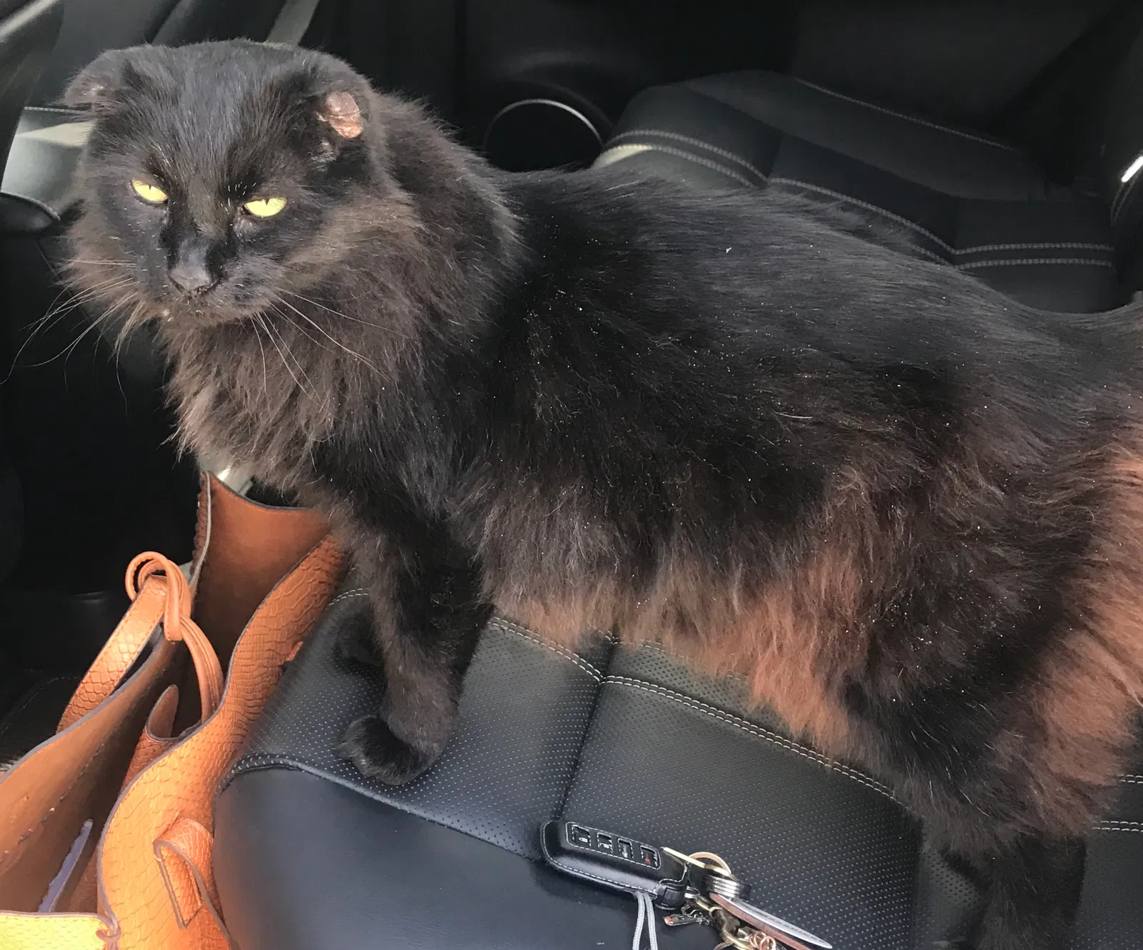 Lost cat in Ventura, CA, 93004