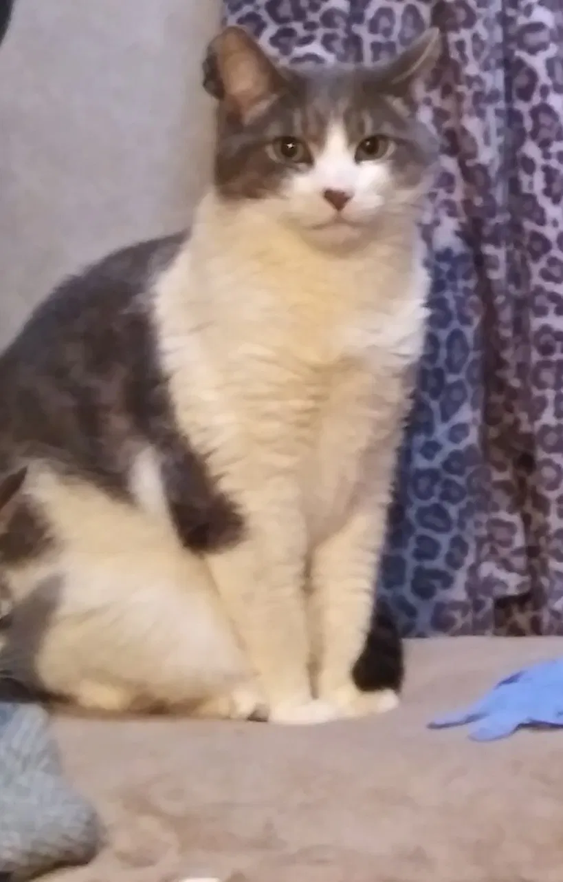 Lost cat in Paradise, CA, 95969