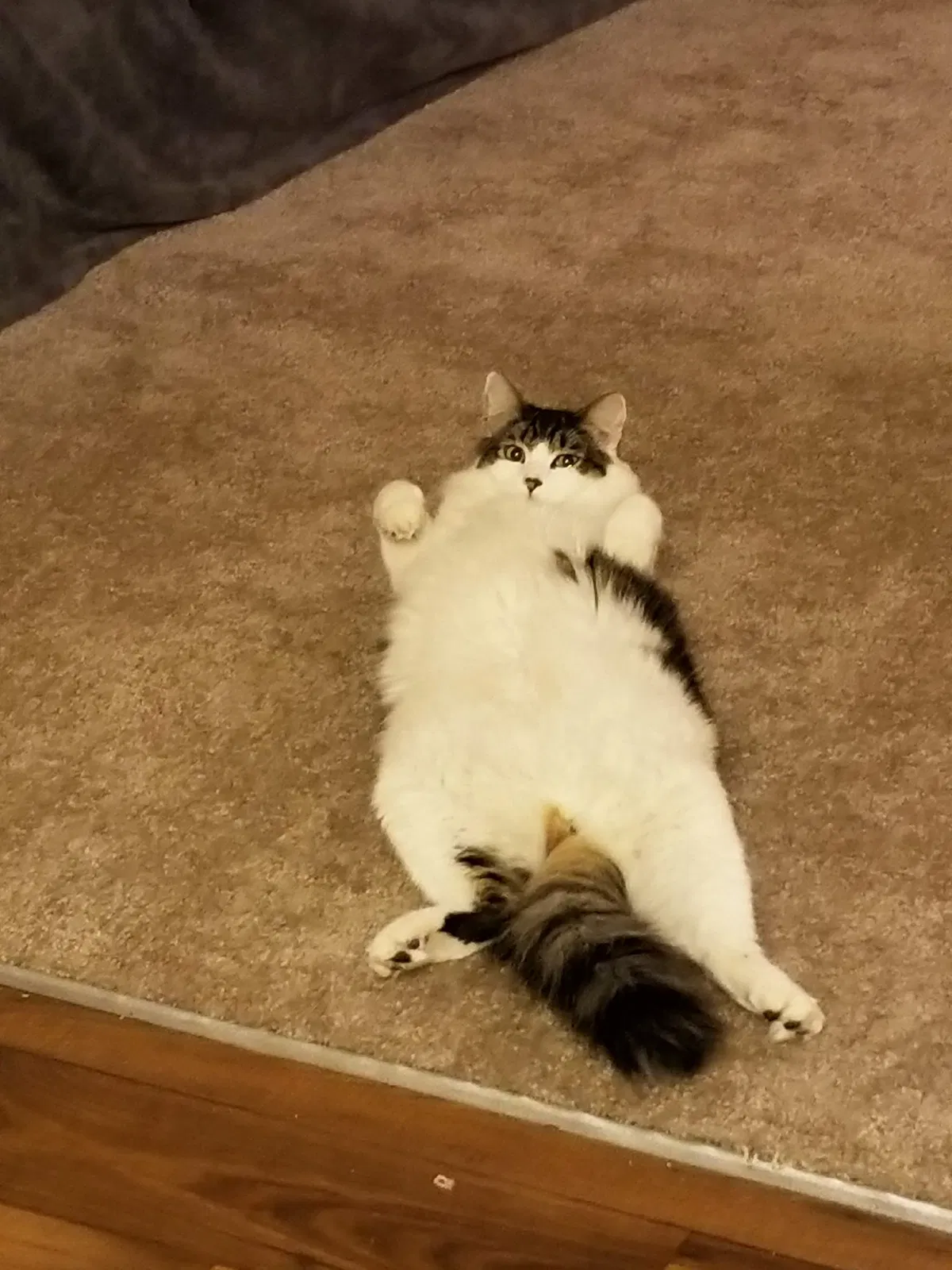 Lost cat in Tucson, AZ, 85741