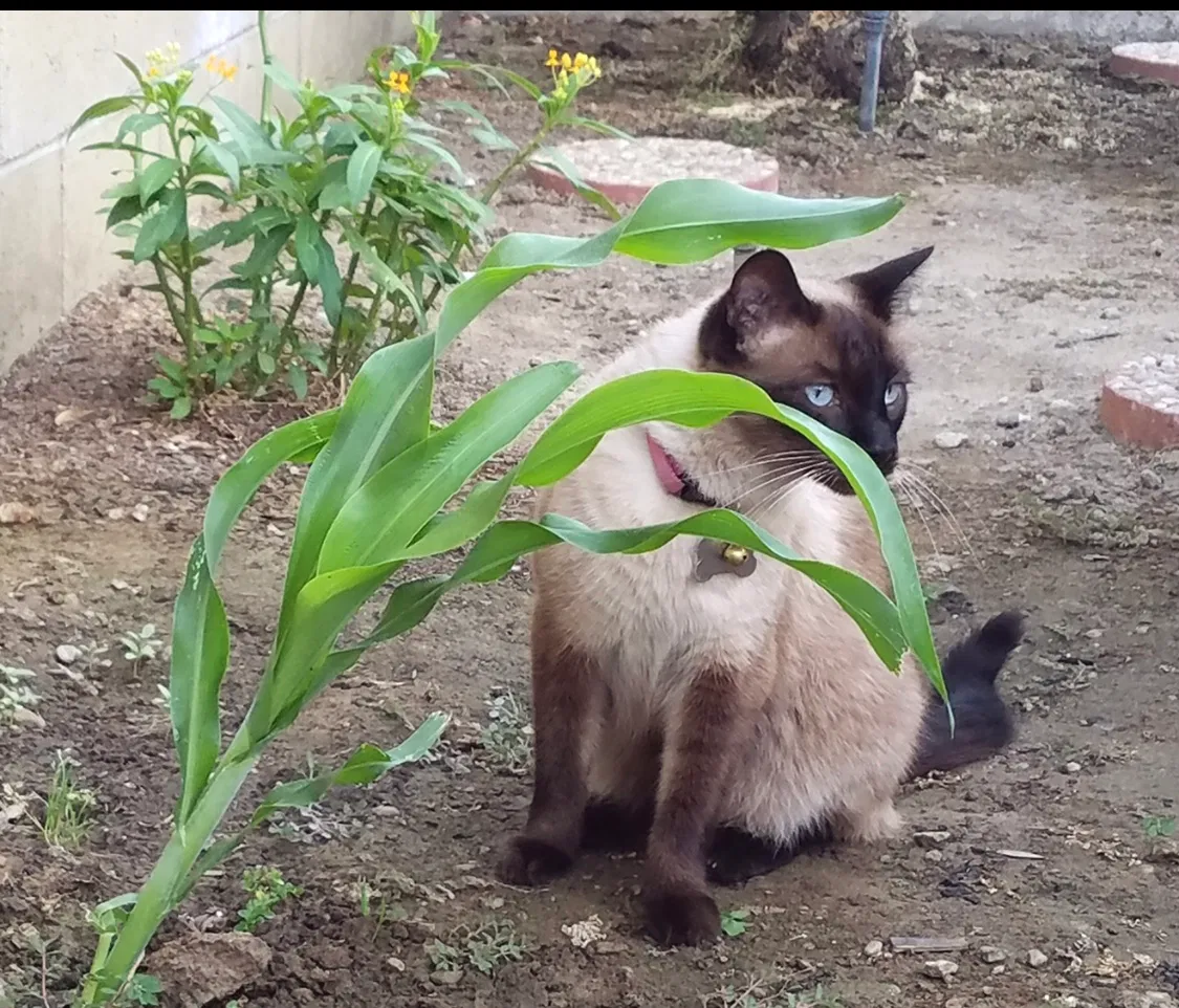 Lost cat in Upland, CA, 91786