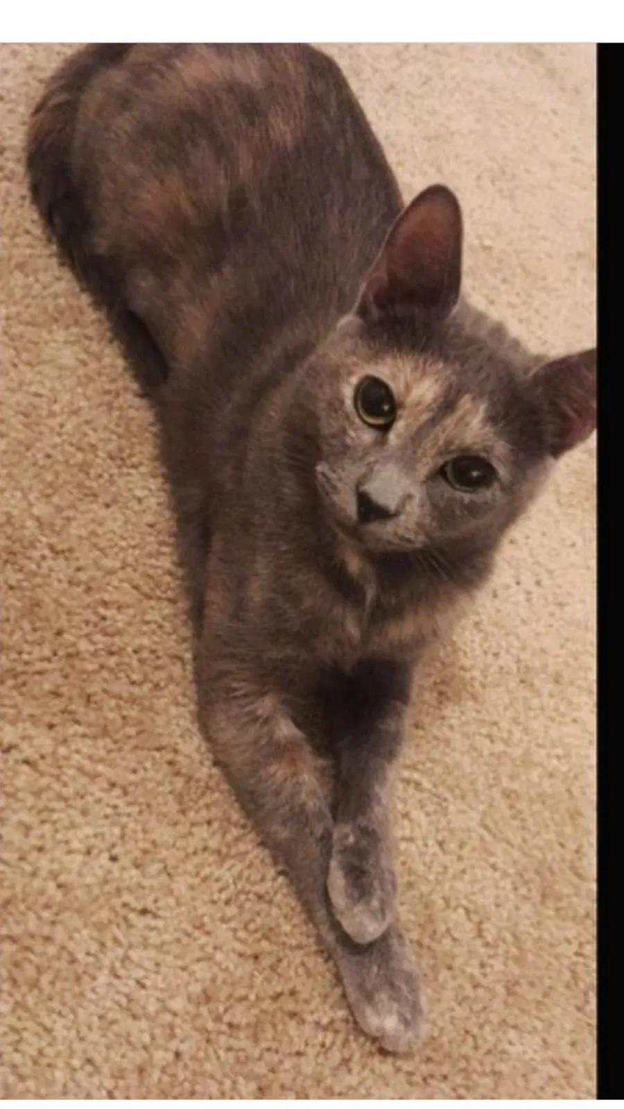 Lost cat in Colorado Springs, CO, 80909