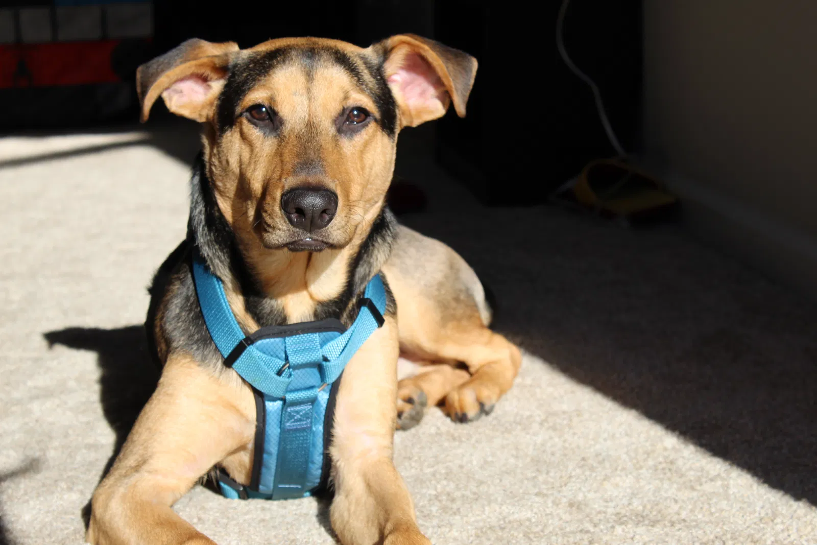 Lost dog in Easton, MD, 21601