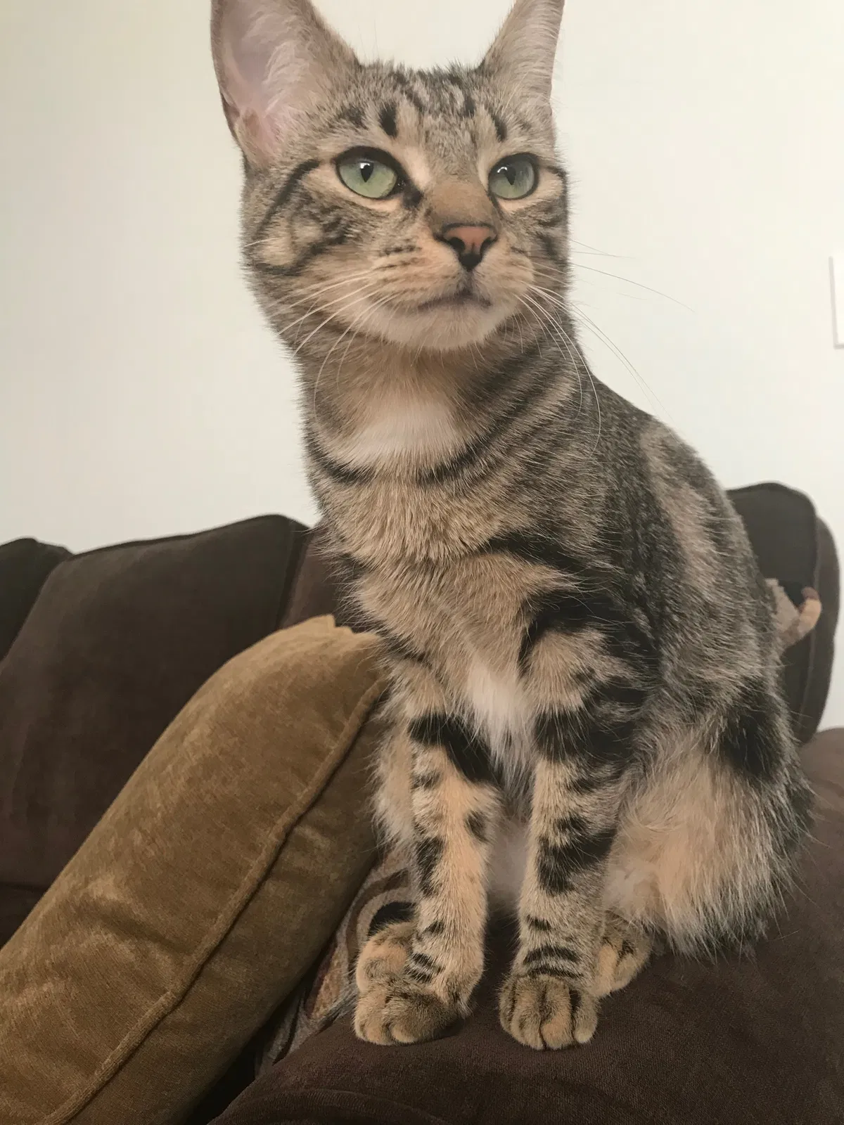 Lost cat in Troy, NY, 12180