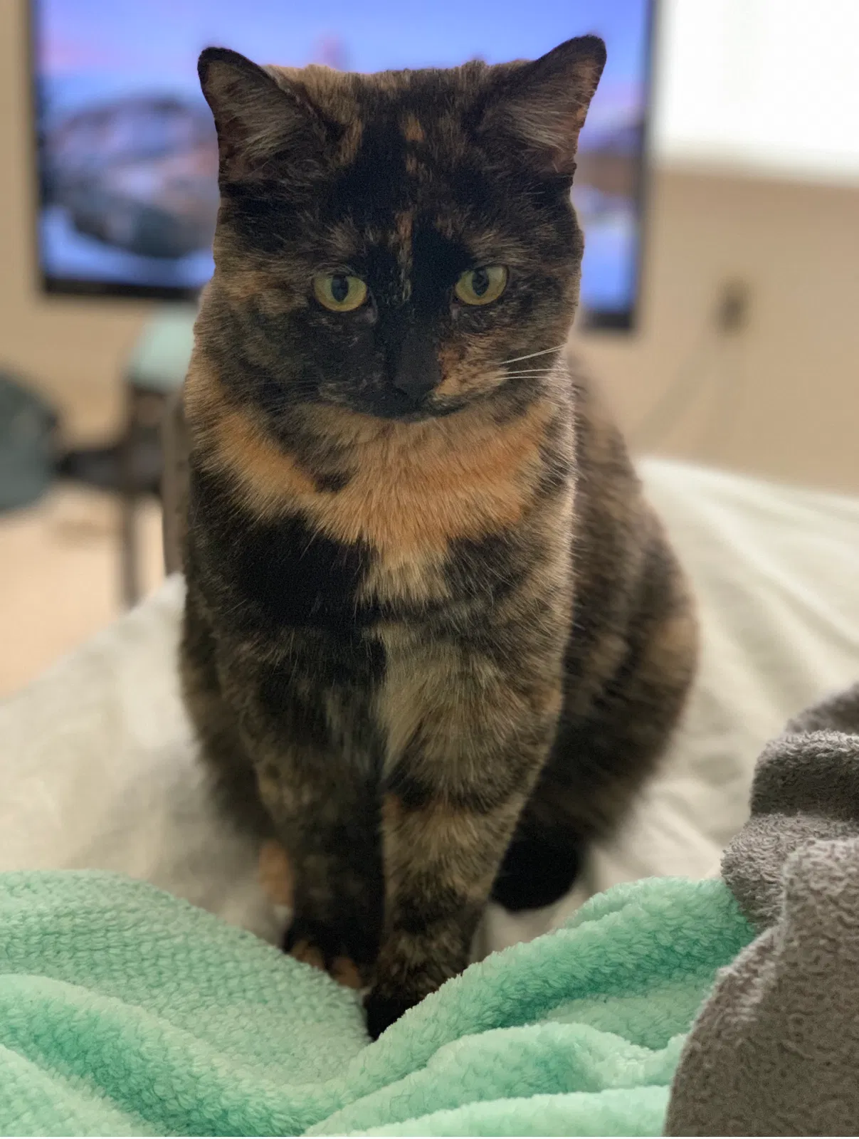 Lost cat in Rockford, IL, 61109