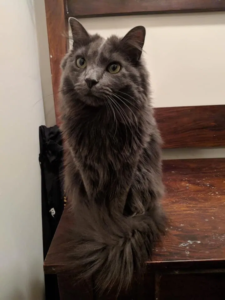 Lost cat in Milledgeville, GA, 31061