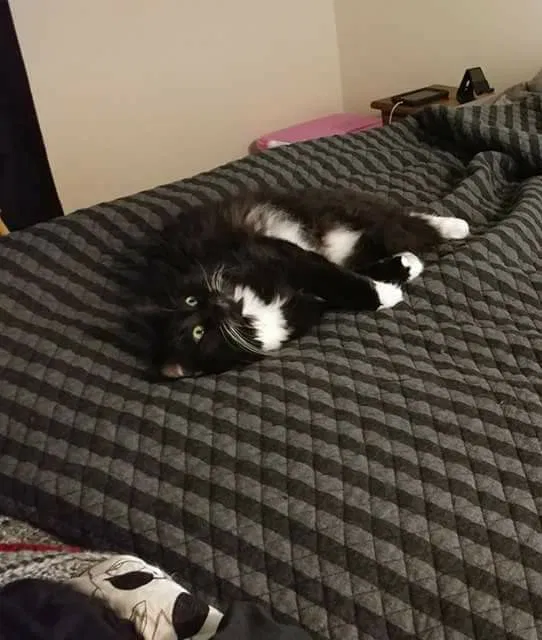 Lost cat in Athens, GA, 30606