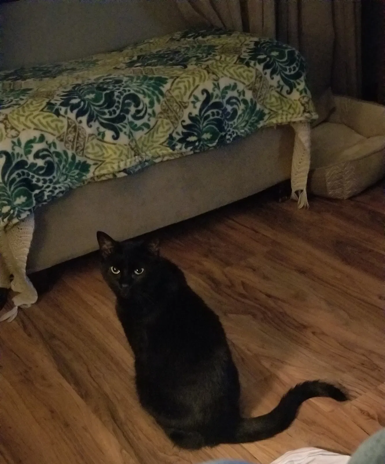 Lost cat in Ellenwood, GA, 30294
