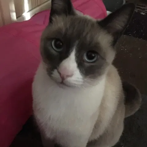 Lost cat in Mesa, AZ, 85213
