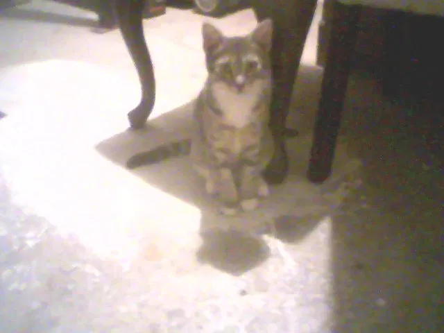 Lost cat in Mount Pleasant, SC, 29464