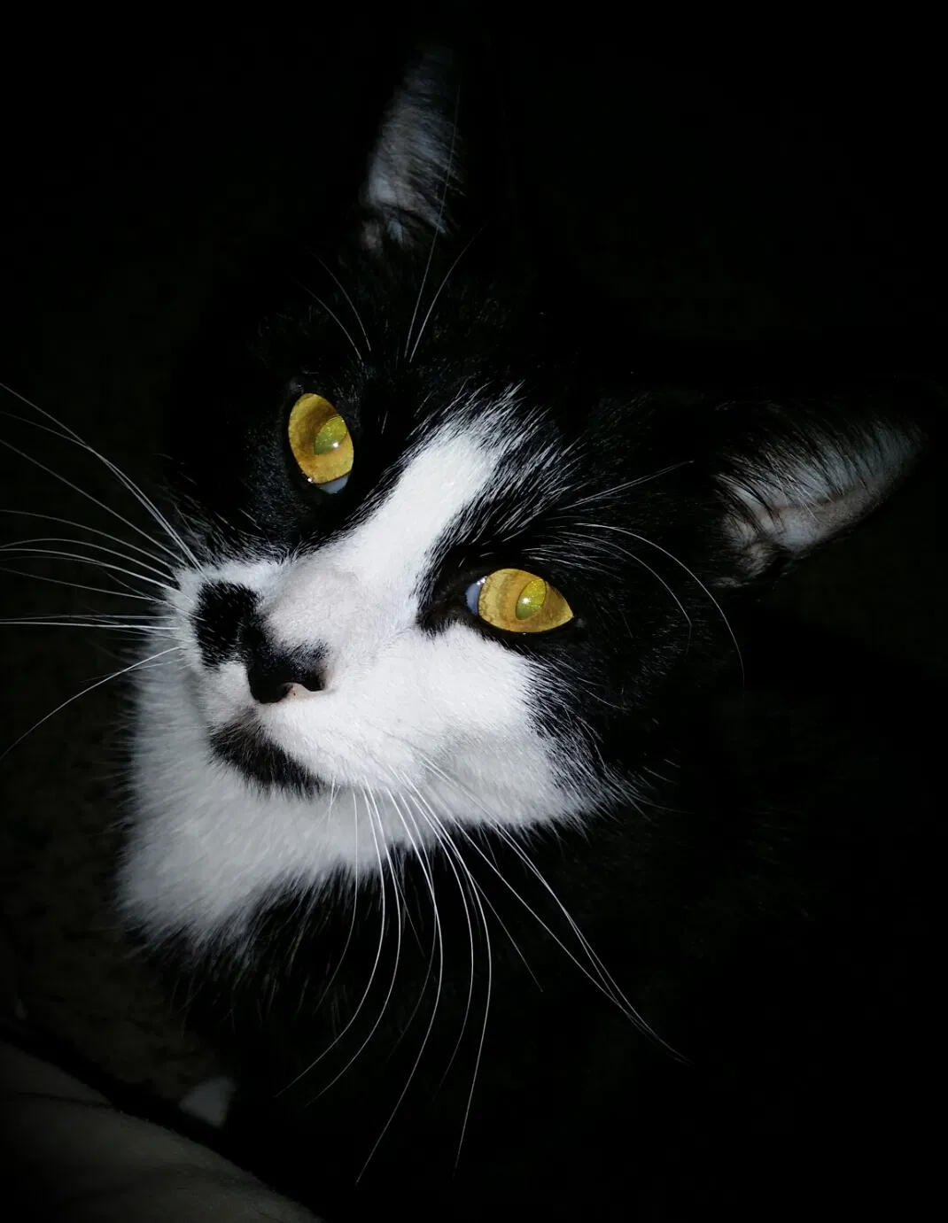 Lost cat in Mesa, AZ, 85210