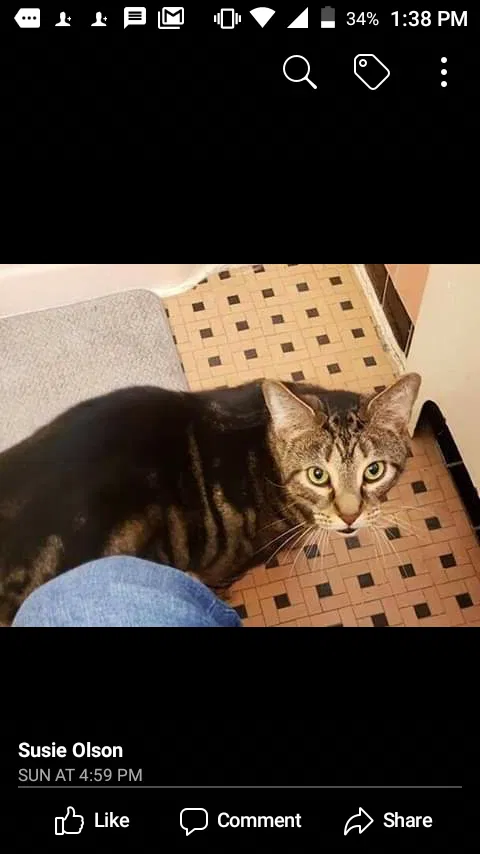 Lost cat in Reading, PA, 19604