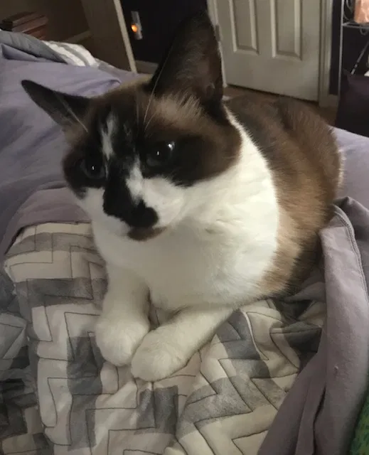 Lost cat in Winston Salem, NC, 27101