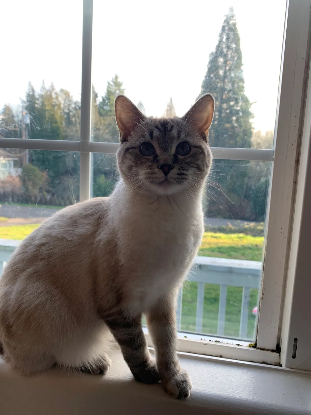 Lost cat in Portland, OR, 97229