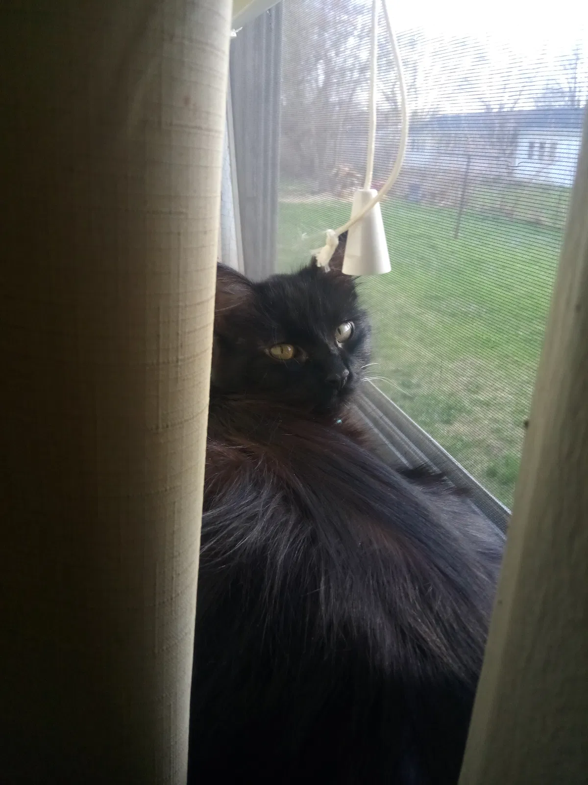Lost cat in Westland, MI, 48186