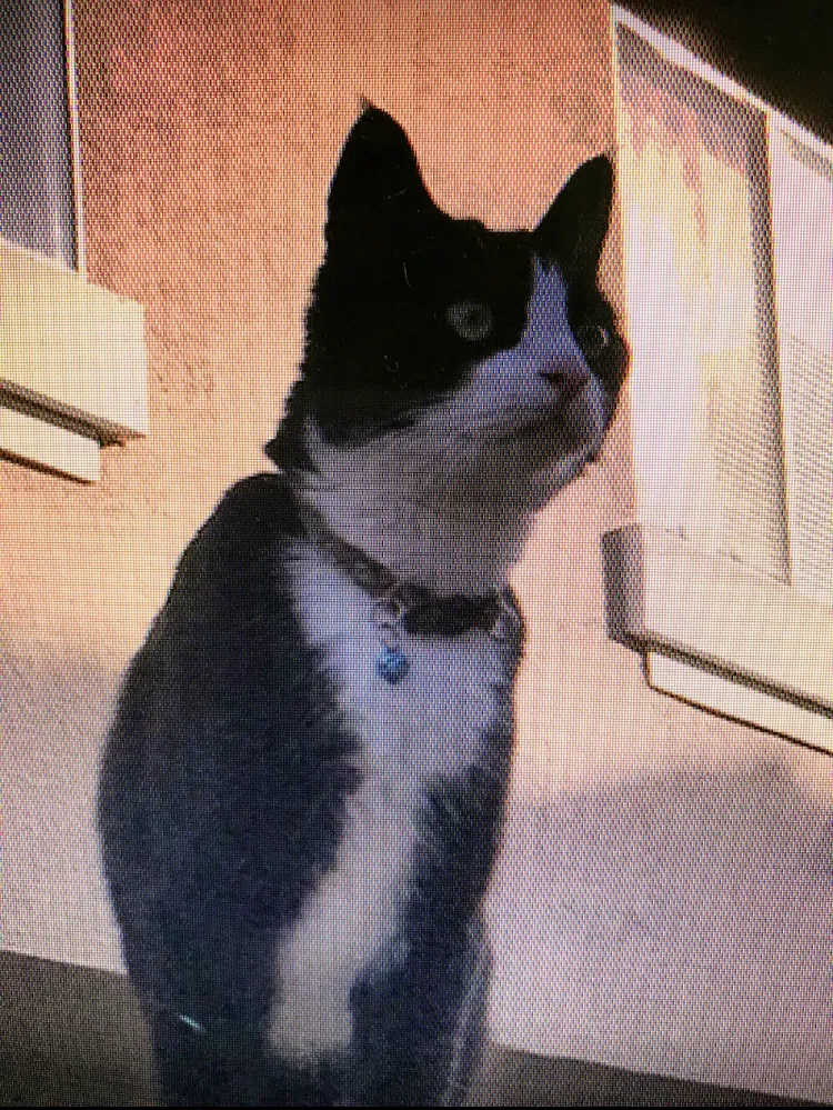 Lost cat in Torrance, CA, 90505