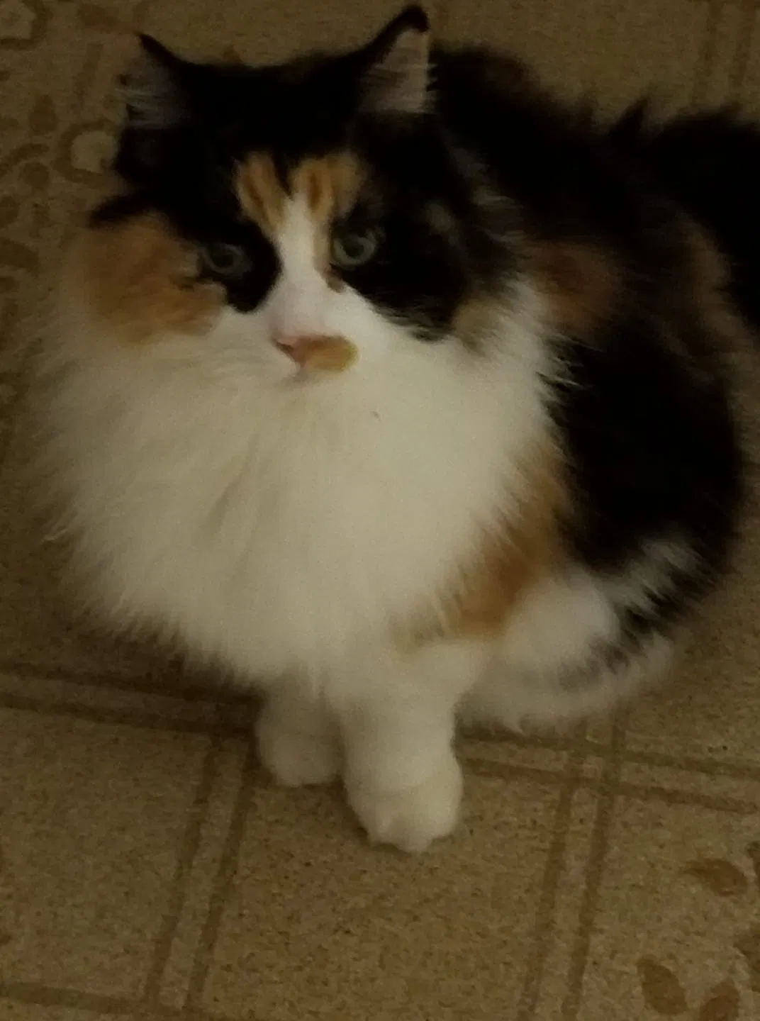 Lost cat in Wilmington, NC, 28405