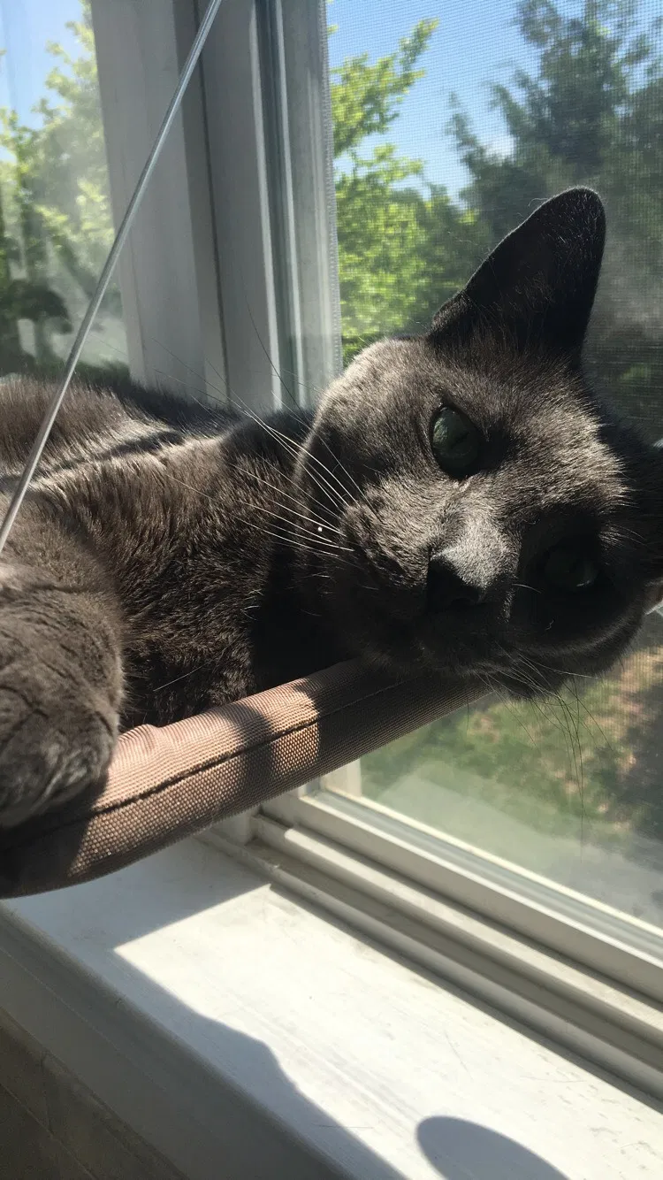 Lost cat in Gainesville, VA, 20155