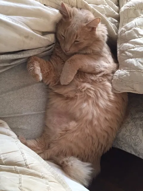Lost cat in Valley Center, CA, 92082
