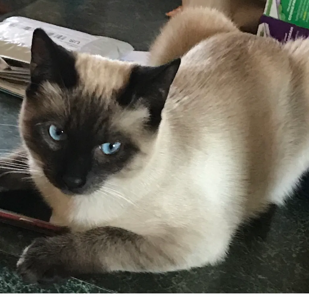 Lost cat in Prescott Valley, AZ, 86314