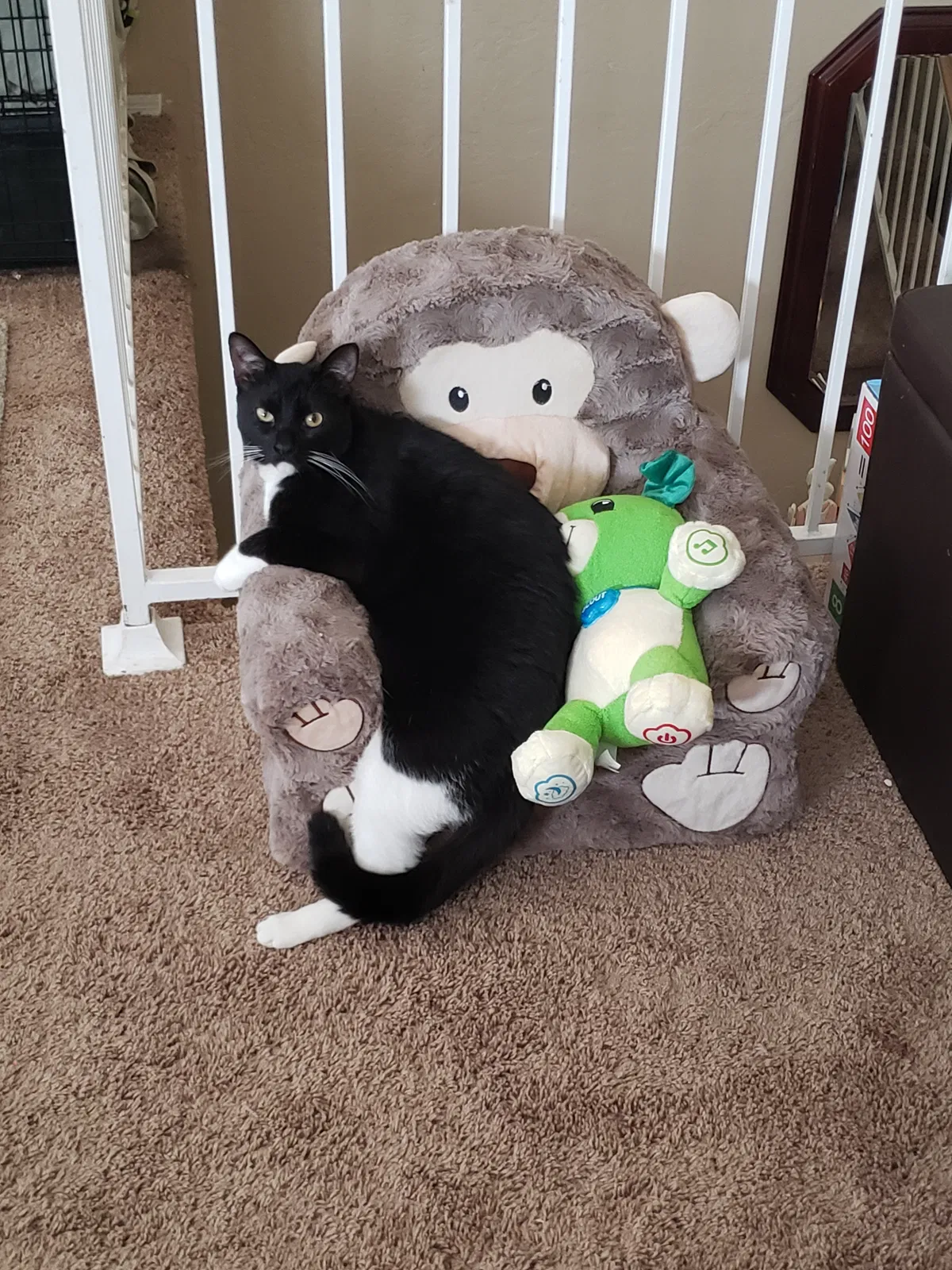 Lost cat in Chandler, AZ, 85224